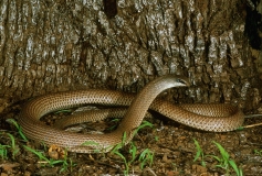 Rufus-beaked Snake