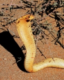 Cape Cobra, 3, Kalahari Desert, SA