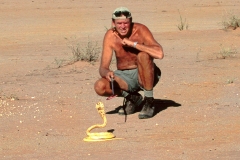 Cape Cobra, 2, Terry Steele, Kalahari Desert, SA