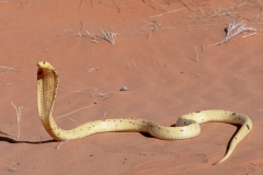 Cape Cobra, Kalahari Desert, SA