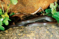 Common Slug Eater, 2