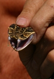 Puff Adder - venom, Terry Steele, Cape Peninsula, SA