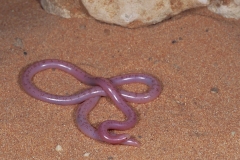 Schintz's Blind Snake - palm size