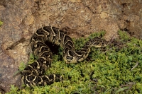 Puff Adder, 2, Cape Peninsula, SA Puff Adder, 2, Cape Peninsula, SA