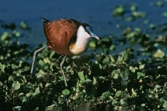African Jacana - 1