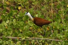 African Jacana - 2 African Jacana - 2