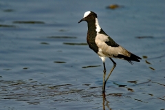 Blacksmith Lapwing - 4
