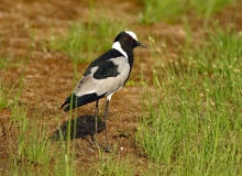 Blacksmith Lapwing - 1