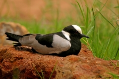 Blacksmith Lapwing - 2