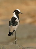 Blacksmith Lapwing - 3