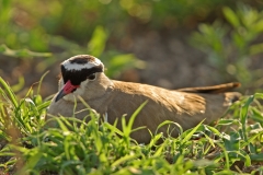 Crowned Lapwing - 1