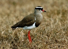 Crowned Lapwing - 2