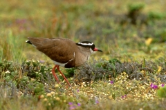Crowned Lapwing - 3