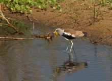 White-crowned Lapwing