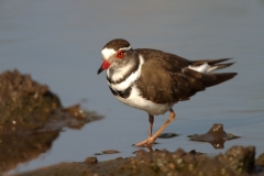 Three-banded Plover - 1