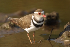Three-banded Plover - 2