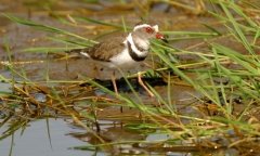 Three-banded Plover - 3