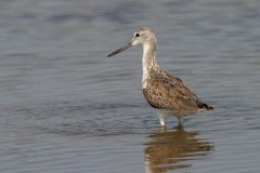 Common Greenshank