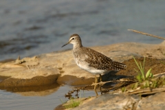 Wood Sandpiper