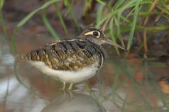 Greater Painted-Snipe
