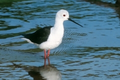 Black-winged Stilt
