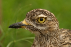 Spotted Thick-knee - 2