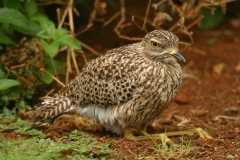 Spotted Thick-knee - 1