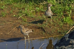 Water Thick-knee - 1