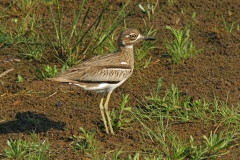 Water Thick-knee - 2
