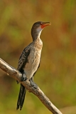 Reed Cormorant Reed Cormorant