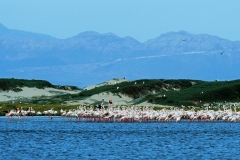 Greater Flamingos - 1 Greater Flamingos - 1