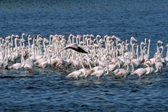 Greater Flamingos - 2