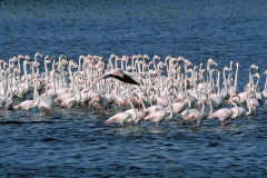 Greater Flamingos - 2 Greater Flamingos - 2