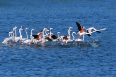 Greater Flamingos - 3