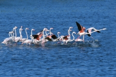Greater Flamingos - 3 Greater Flamingos - 3