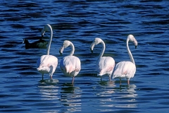 Greater Flamingos - 4 Greater Flamingos - 4
