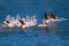 Greater Flamingos - 5 Greater Flamingos - 5