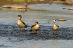 Egyptian Geese - 1 Egyptian Geese - 1