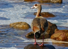 Egyptian Goose - 2 Egyptian Goose - 2
