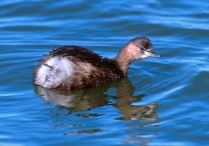 Little Grebe (Dabchick) Little Grebe (Dabchick)