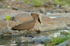 Hamerkop - 1 Hamerkop - 1