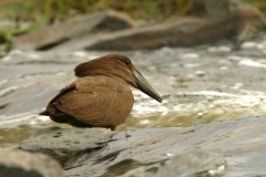 Hamerkop - 2 Hamerkop - 2