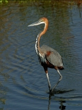 Goliath Heron - 2 Goliath Heron - 2