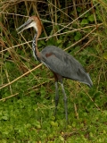 Goliath Heron - 1 Goliath Heron - 1