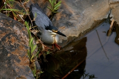 Green-backed Heron Green-backed Heron