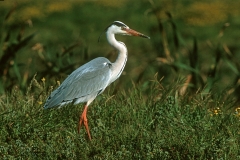 Grey Heron Grey Heron