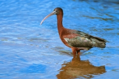 Glossy Ibis Glossy Ibis