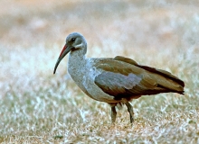 Hadeda Ibis - 2 Hadeda Ibis - 2