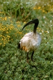 Ibis, Sacred-12x18 Ibis, Sacred-12x18