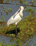 African Spoonbill African Spoonbill